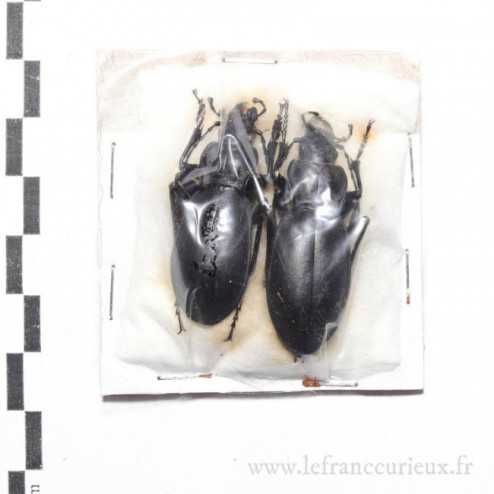 Carabus (Procrustes) payafa pseudoacuticollis - couple