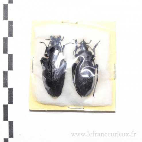 Carabus (Procrustes) coriaceus banaticus - couple