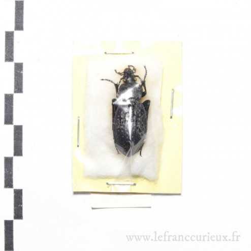 Carabus (Procrustes) chevrolati ilgazdagensis - femelle