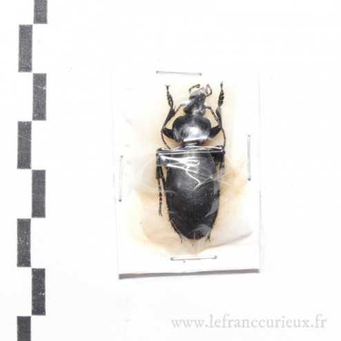 Carabus (Procrustes) coriaceus - mâle