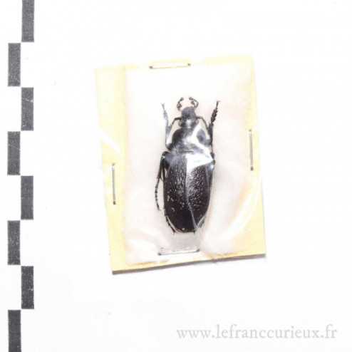 Carabus (Procrustes) chevrolati internatus - mâle