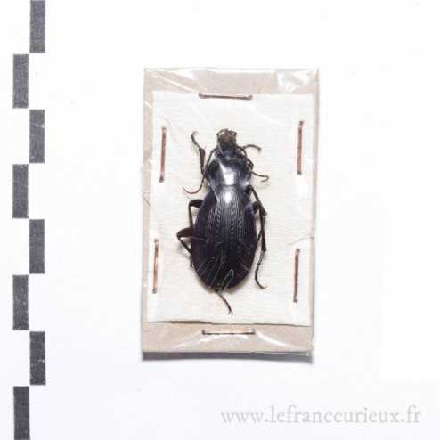 Carabus (Morphocarabus) monilis saouensis - femelle