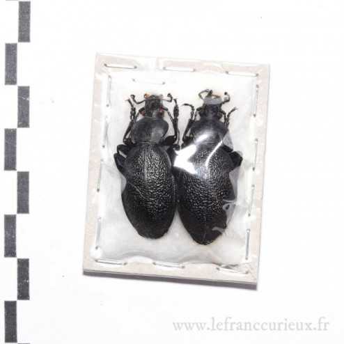 Carabus (Procrustes) coriaceus rugifer - couple