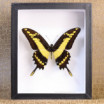 Papilio thoas cinyras encadré