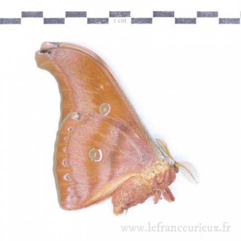 Antheraea helferi - mâle