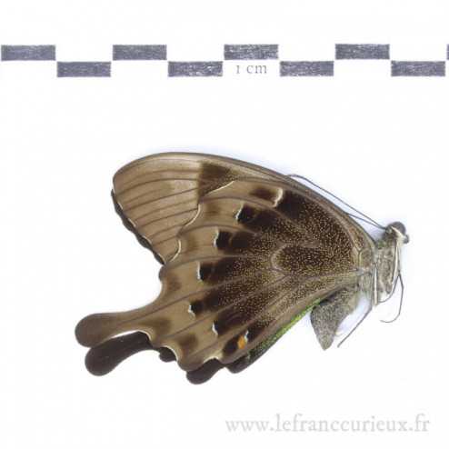 Papilio peranthus transiens...