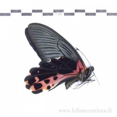 Papilio alcmenor f.leucocelis - mâle