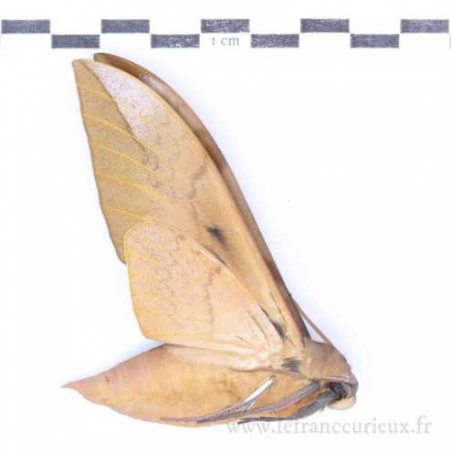 Clanis undulosa gigantea - mâle