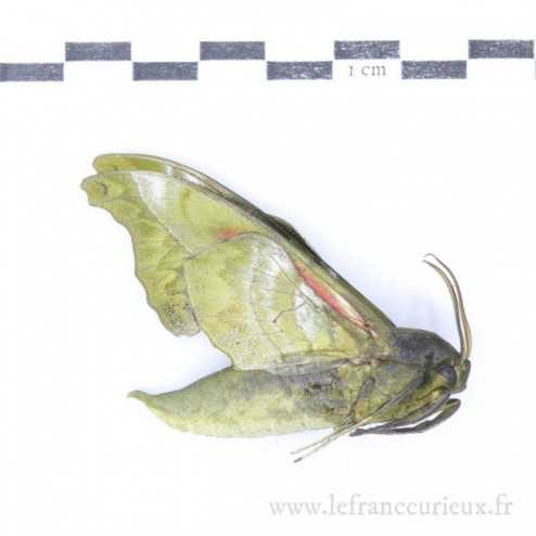 Rhodoprasina callantha - mâle