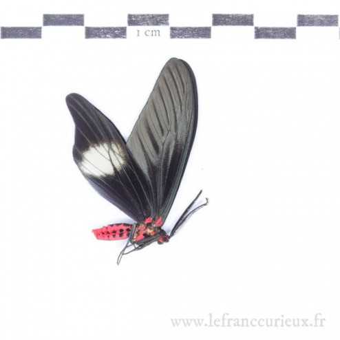 Histia flabellicornis cometaris - mâle