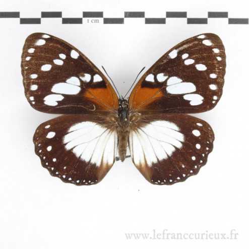 Charaxes (Euxanthe) tiberius tiberius - femelle
