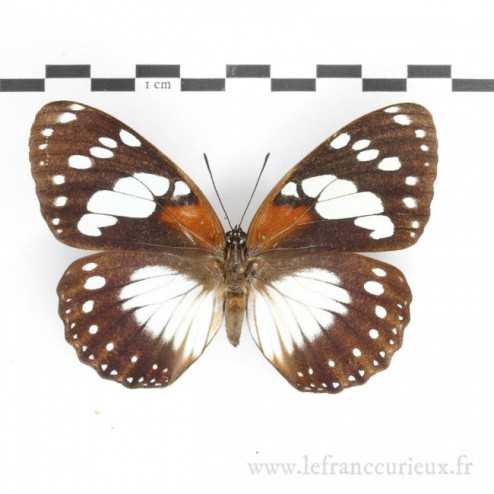 Charaxes (Euxanthe) tiberius meruensis - femelle