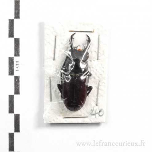 Dorcus magdeleinae - mâle - 40mm