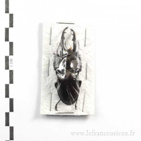 Lucanus laminifer vitalisi - mâle - 53mm