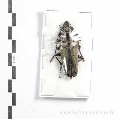 Trictenotoma formosana - mâle - 40-44mm