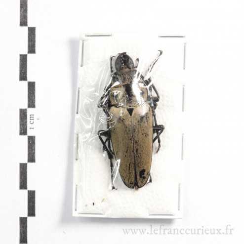 Trictenotoma formosana - mâle - 45-49mm