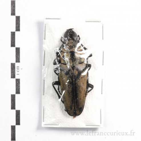 Trictenotoma formosana - mâle - 50-54mm