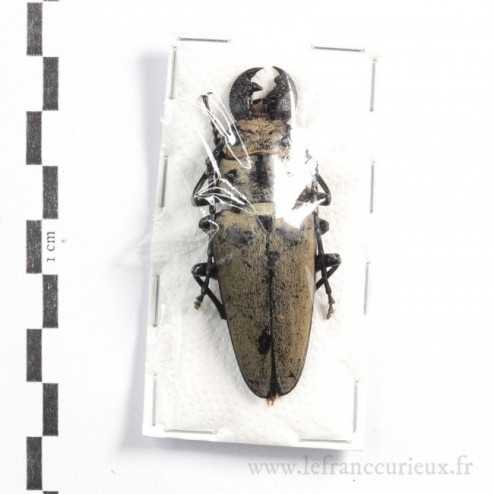 Trictenotoma formosana - mâle - 59mm