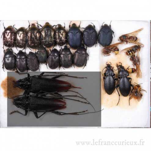 Couche de coléoptères (Cetoniinae, Cerambycidae) et Hyménoptères
