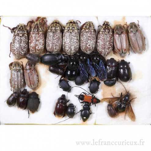 Couche de coléoptères (Melolonthinae, Cerambycidae, carabidae...) et Hyménoptères
