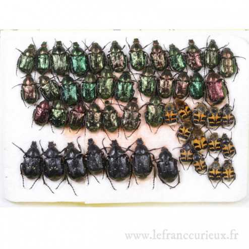 Couche de coléoptères (Cetoniinae)