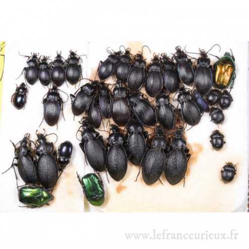 Couche de coléoptères (Cetoniinae, Carabidae)
