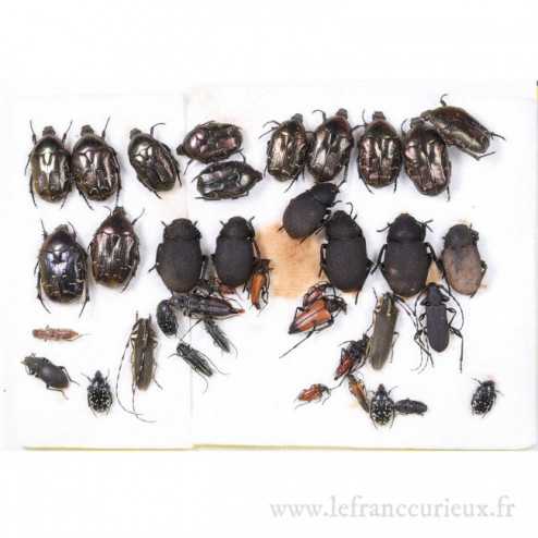 Couche de coléoptères (Cetoniinae, Cerambycidae...)