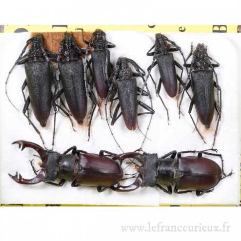 Couche de coléoptères (Lucanidae, Cerambycidae)