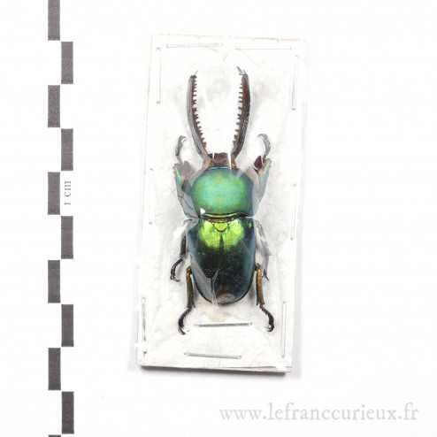 Lamprima adolphinae - mâle - 50-52 mm