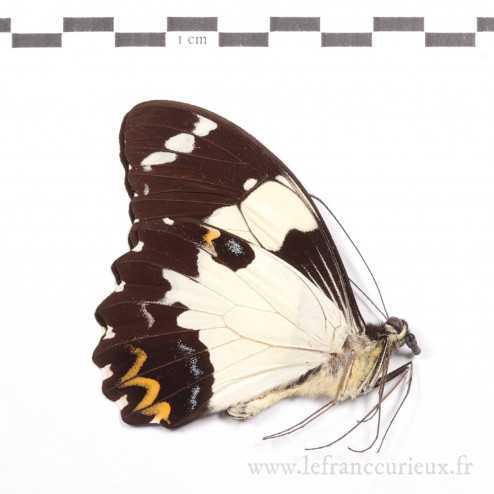 Papilio euchenor euchenor - mâle - A-