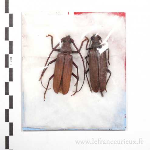 Aegosoma scabricorne - couple