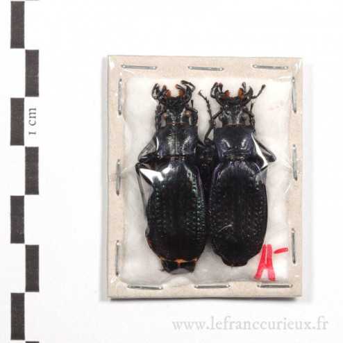 Carabus (Archiplectes) polychrous rousianus - couple
