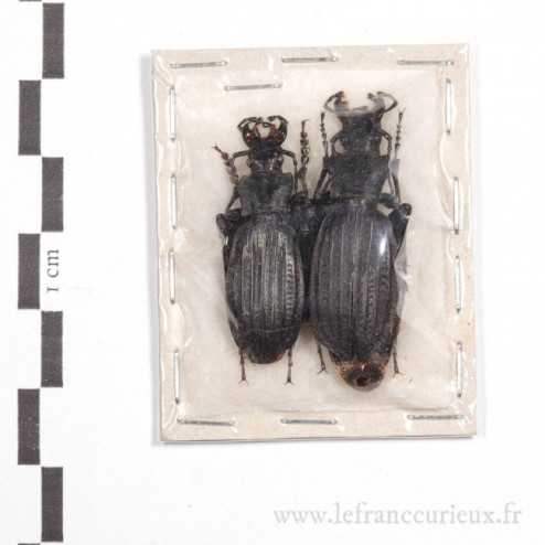 Carabus (Archiplectes) reitteri achunensis - couple