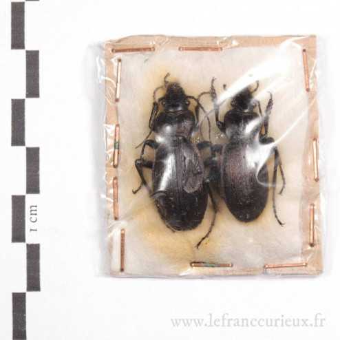 Carabus (Mesocarabus) macrocephalus barcelecoanus - Lot de 2 - couple