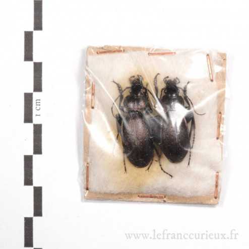 Carabus (Mesocarabus) macrocephalus barcelecoanus - Lot de 2 - mâle