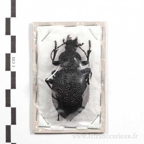 Carabus (Procerus) gigas - A2 - femelle