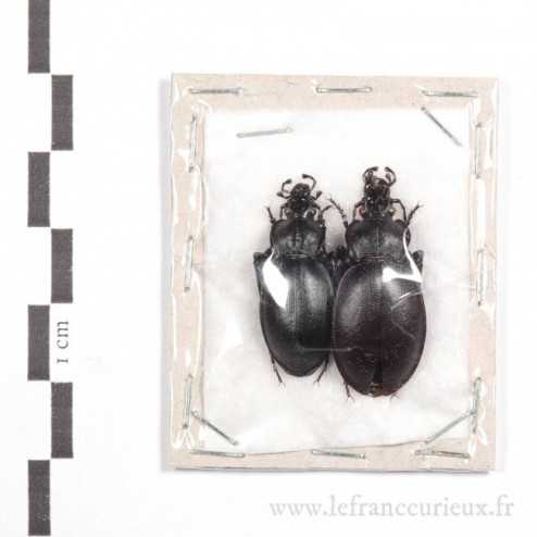 Carabus (Procrustes) anatolicus anatolicus - couple
