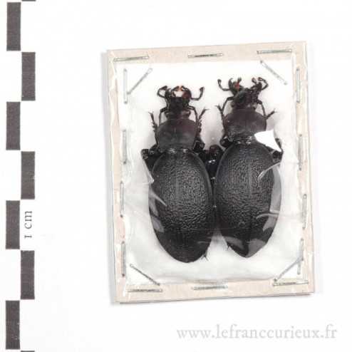 Carabus (Procrustes) coriaceus coriaceus - couple