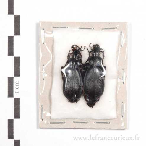 Carabus (Tribax) circassicus - couple