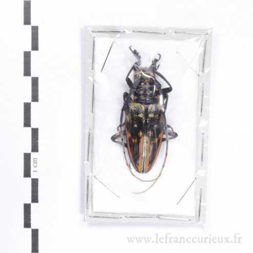 Demagogus larvatus var. donaldsoni - femelle - 42mm