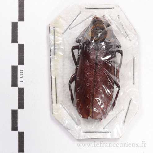 Erioderus candezei - femelle - 39mm