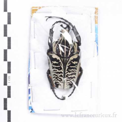 Goliathus albosignatus kirkianus - mâle - 51mm