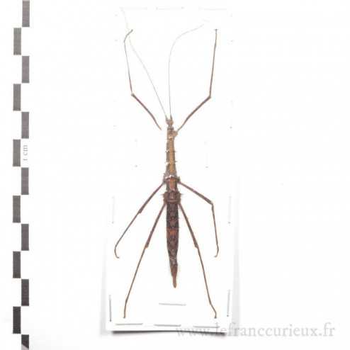 Neopromachus arfacianus - 58mm