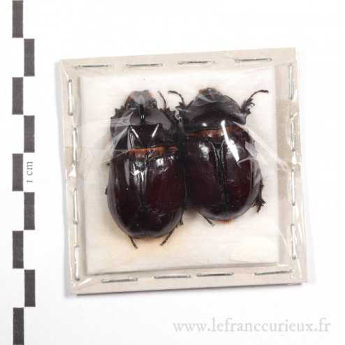Oryctes nasicornis - couple - 37mm