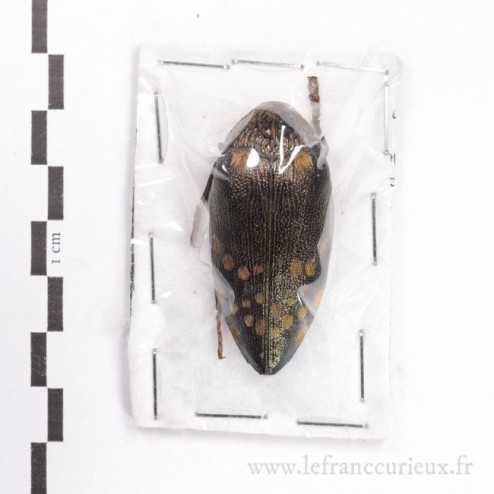 Sternocera castanea boucardi - 47mm