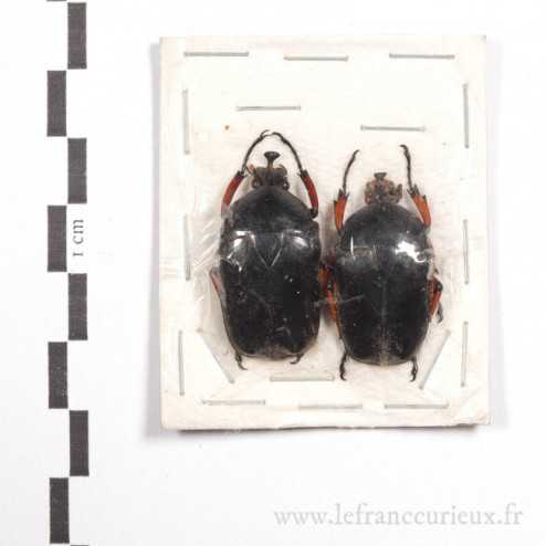 Trigonophorus nepalensis f. noire - couple