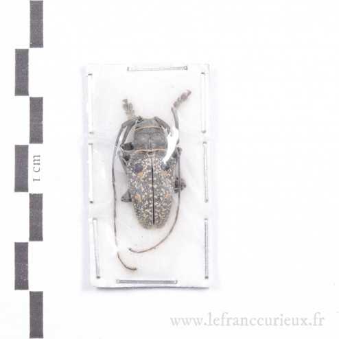 Megalofrea bioculata - mâle - 21-22mm