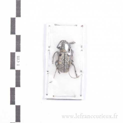 Megalofrea bioculata - mâle - 17mm