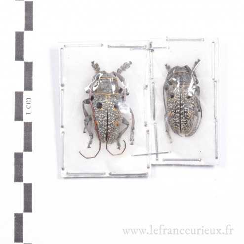 Megalofrea bioculata - couple - 22-24mm