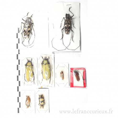 Lot de Cerambycidae